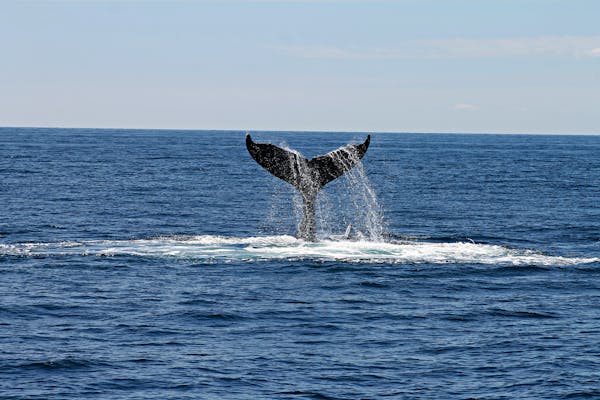 Whale Watching Tours